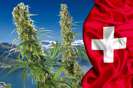 1gr BIO Swiss Weed AAAA quality